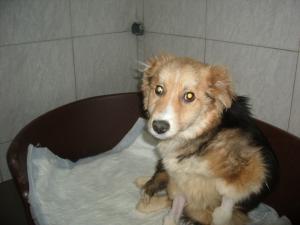 Прикачена снимка