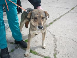 Прикачена снимка