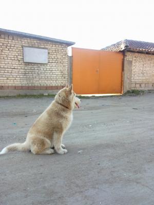 Прикачена снимка
