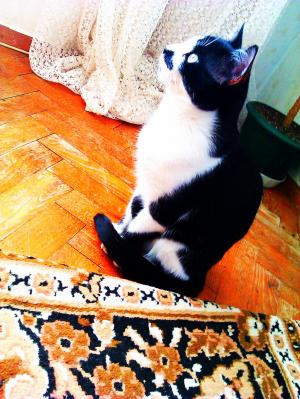 Прикачена снимка
