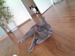 Прикачена снимка