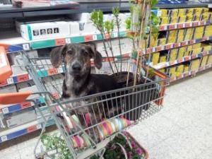 Прикачена снимка