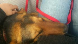 Прикачена снимка