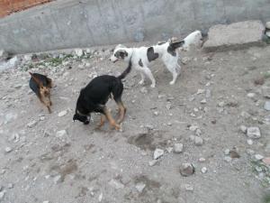 Прикачена снимка