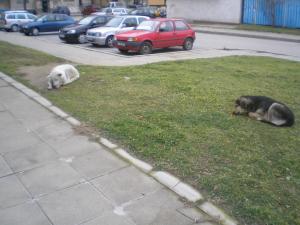 Прикачена снимка