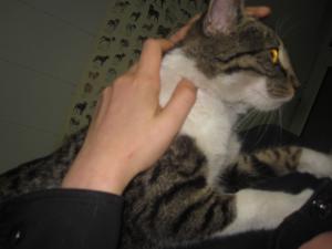 Прикачена снимка