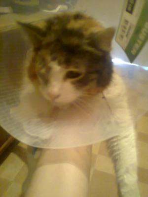 Прикачена снимка