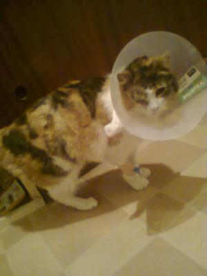 Прикачена снимка