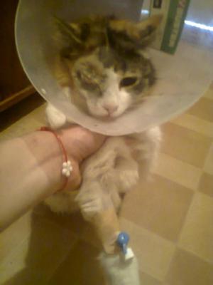 Прикачена снимка