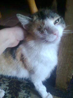 Прикачена снимка