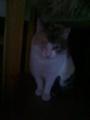 Прикачена снимка