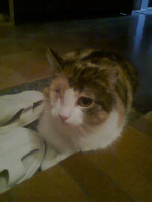 Прикачена снимка