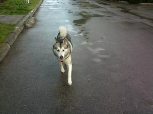 Прикачена снимка