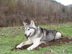 Прикачена снимка