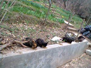 Прикачена снимка