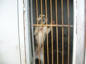 Прикачена снимка