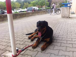 Прикачена снимка