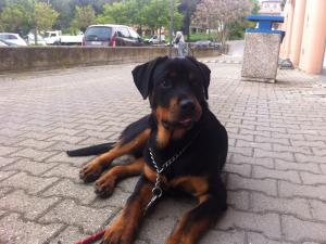 Прикачена снимка