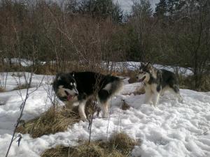 Прикачена снимка