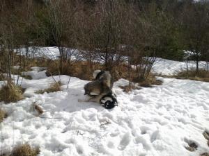 Прикачена снимка