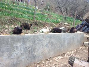 Прикачена снимка