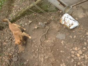 Прикачена снимка