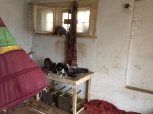 Прикачена снимка