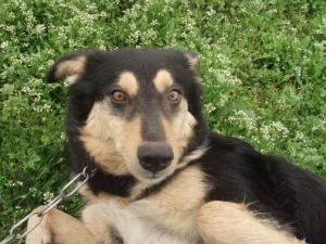 Прикачена снимка