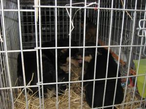 Прикачена снимка