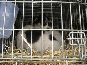 Прикачена снимка