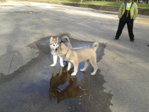 Прикачена снимка