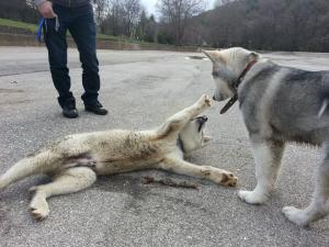 Прикачена снимка