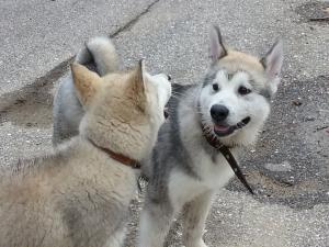 Прикачена снимка