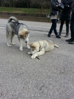 Прикачена снимка