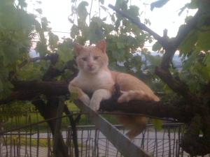 Прикачена снимка