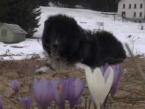 Прикачена снимка