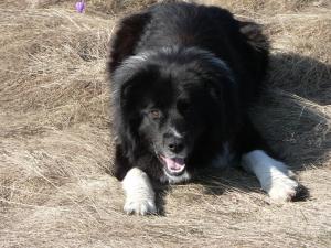 Прикачена снимка