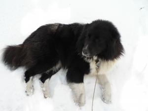 Прикачена снимка