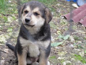 Прикачена снимка