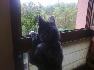 Прикачена снимка