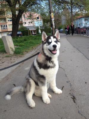 Прикачена снимка