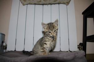 Прикачена снимка
