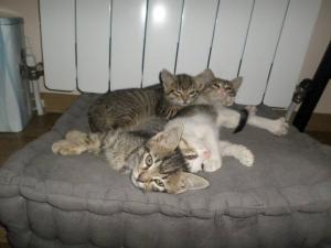 Прикачена снимка