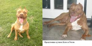 Прикачена снимка