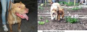 Прикачена снимка