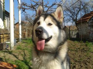 Прикачена снимка