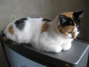Прикачена снимка