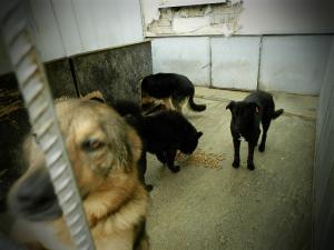 Прикачена снимка