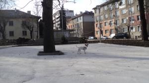Прикачена снимка