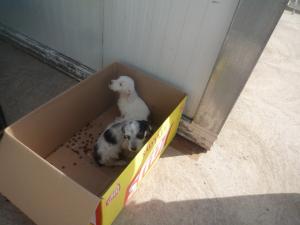 Прикачена снимка